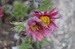 DSC_0046 (2).JPG
