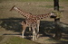 01 ZOO Bobina