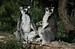DSC_0602 (2).JPG
