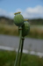 DSC_3536.JPG