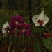 DSC_4911-1.jpg