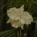 DSC_4917.JPG