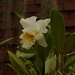DSC_4923.JPG