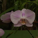 DSC_4926.JPG