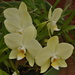 DSC_4931.JPG