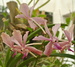 DSC_4932.JPG