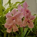 DSC_4936.JPG