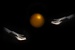 IMG_4992 dve ruce balonek.jpg