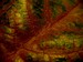 listy_04.jpg