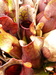 P1370494.JPG