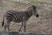 01 ZOO Liduška