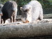ZOO 01.JPG