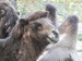 ZOO 07.JPG