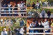 ZOO_collage.jpg