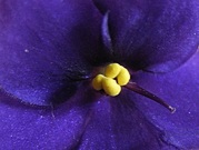 Lída