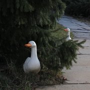 Maruška